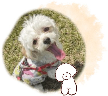 わんちゃん